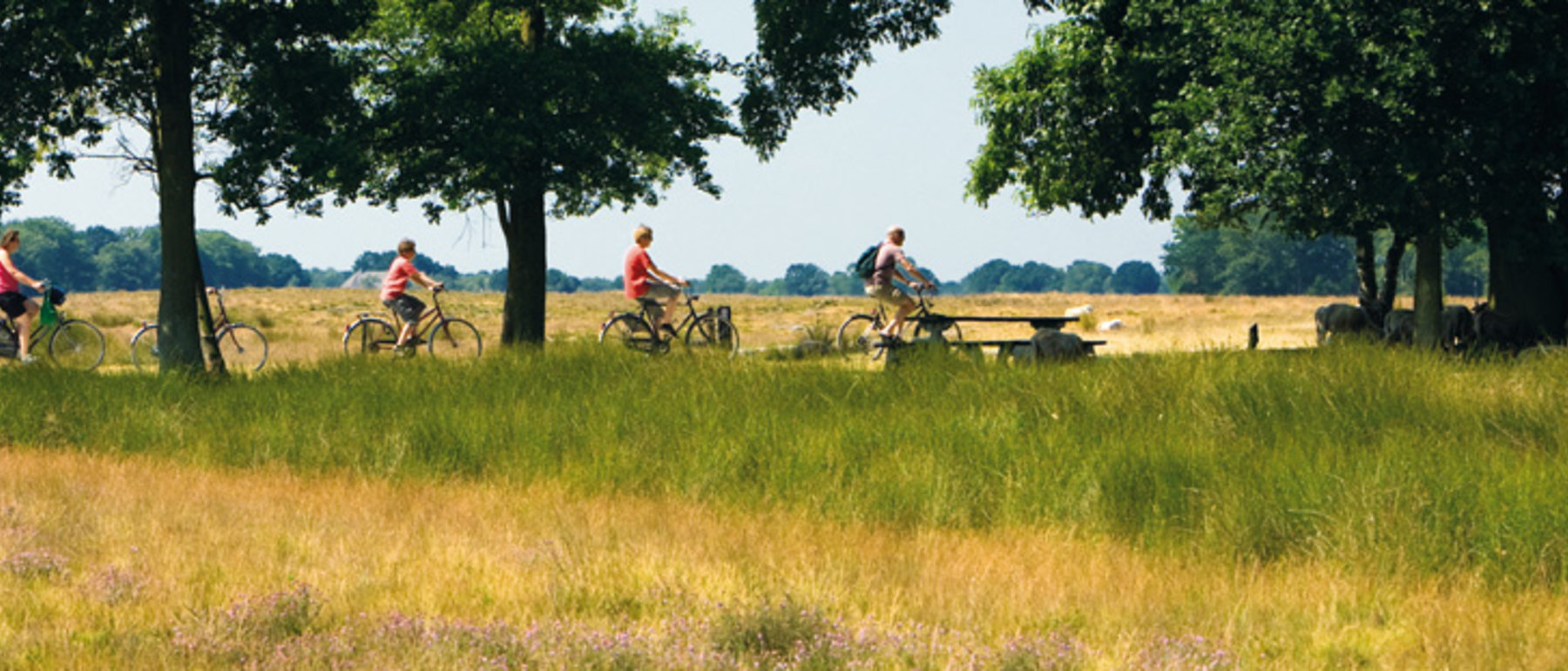 Friesche Fiets 4-daagse Appelscha Arrangementen