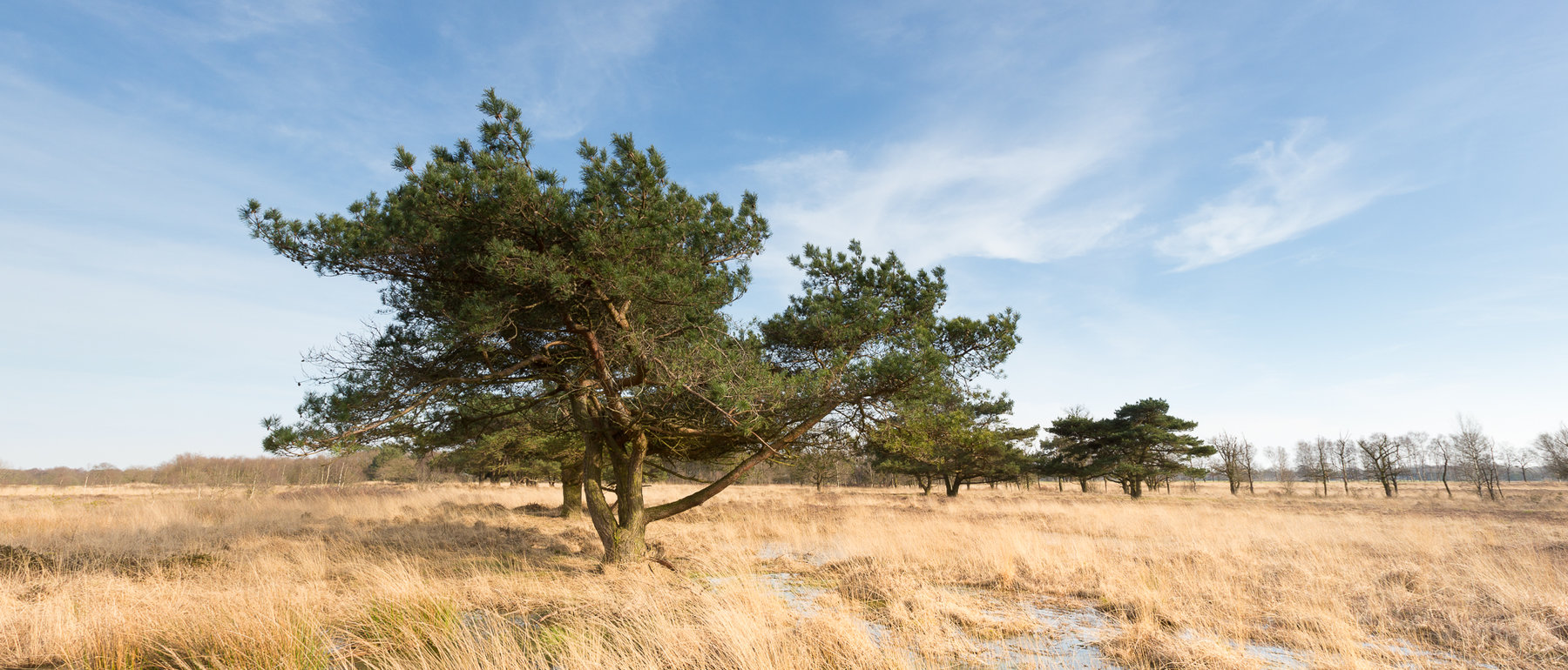 Het Fochteloërveen